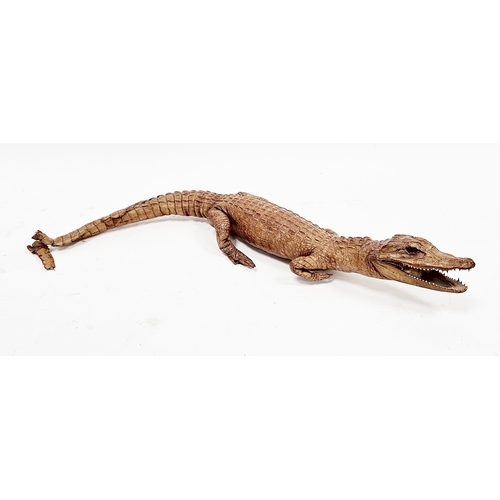 215 - Taxidermy Cayman crocodile, 50cm long (please note VAT will be payable on the hammer)