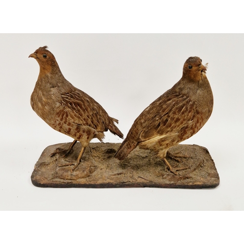 216 - Pair of taxidermy red grouse mounted together on a naturalistic base, uncased, 27cm high