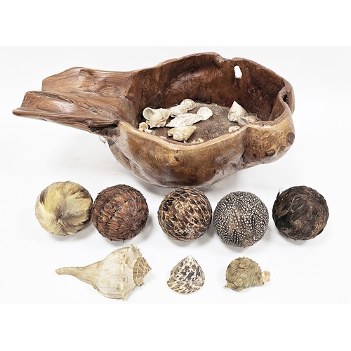 236 - Large hollowed root bowl, 55cm long, a collection of shells including a lightning whelkshell and fiv... 