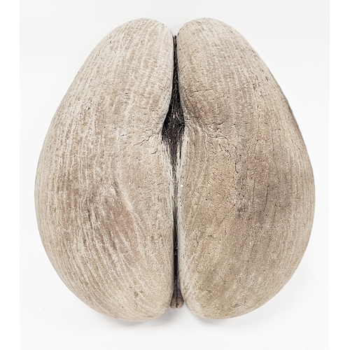 121 - Coco de Mer (Lodoicea Maldivica) of typical unpolished form, 30cm long (please note VAT will be paya... 