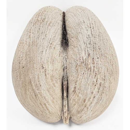121 - Coco de Mer (Lodoicea Maldivica) of typical unpolished form, 30cm long (please note VAT will be paya... 