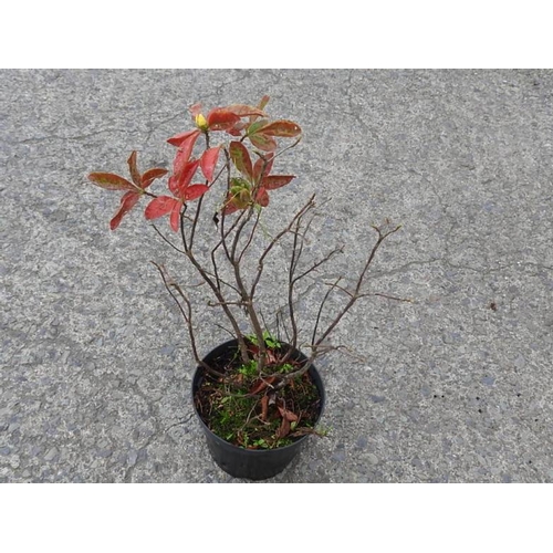 20F - Azalea Luteum - yellow and scented