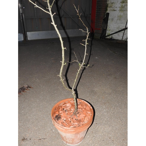 212 - Large terracotta planter with Apple tree