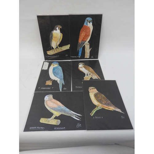 958 - 6x watercolours - Birds of prey