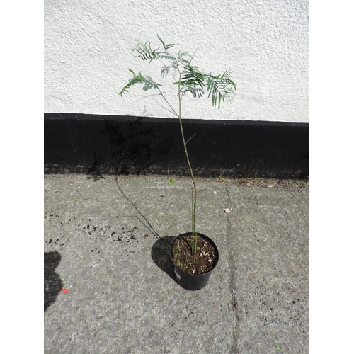 24W - Mimosa Acacia
