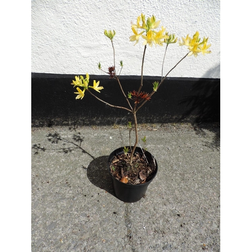 25D - Azalea Luteum - yellow and scented