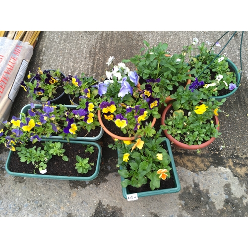 212A - Large quantity of potted pansies