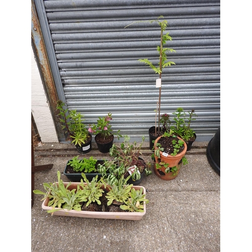 216 - Quantity of potted plants