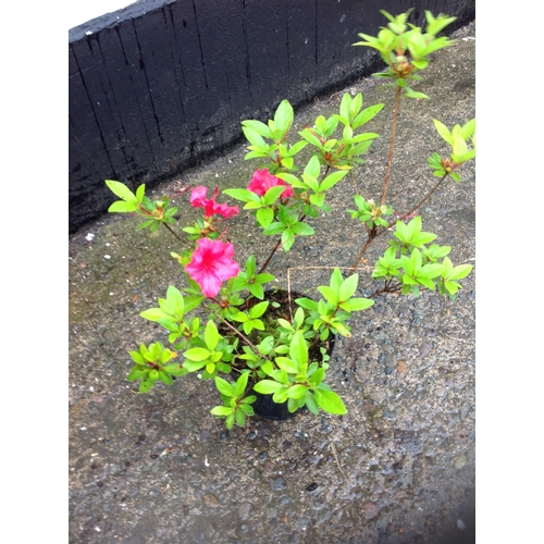 24G - Azalea evergreen red