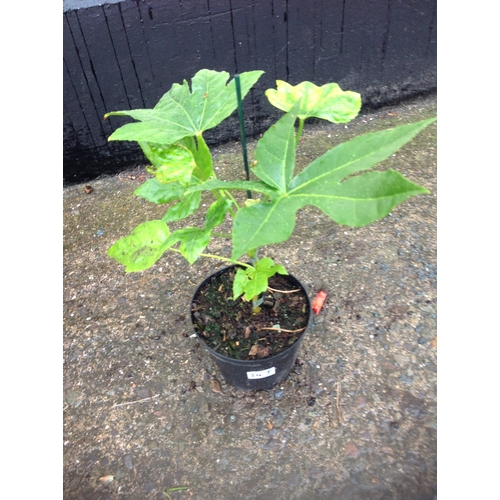 24J - Fatsia japonica