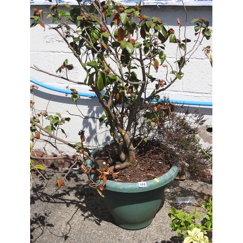 168 - Potted shrub