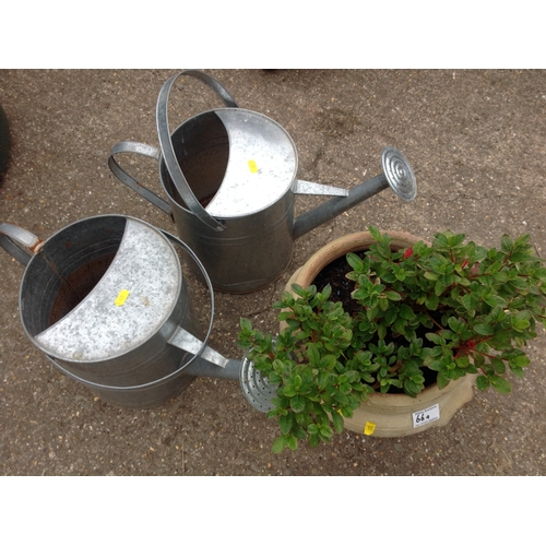 66A - 2 galvanised watering cans A/F and terracotta planter with azalea