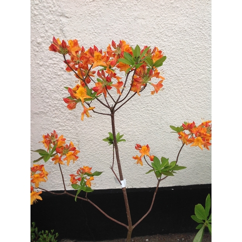 24E - Azalea - Exbury - Orange