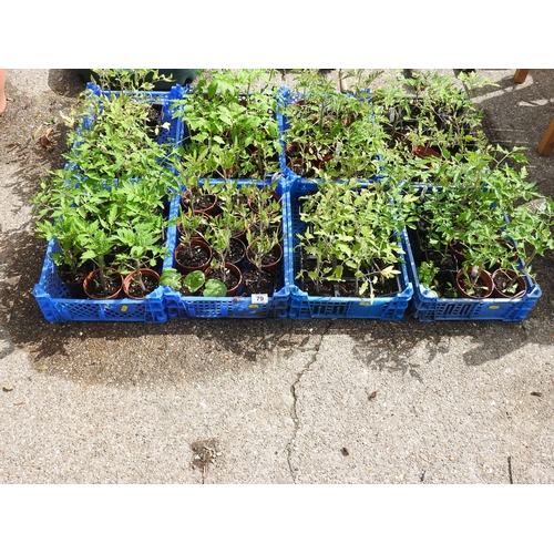 79 - Large quantity of Tomato plants