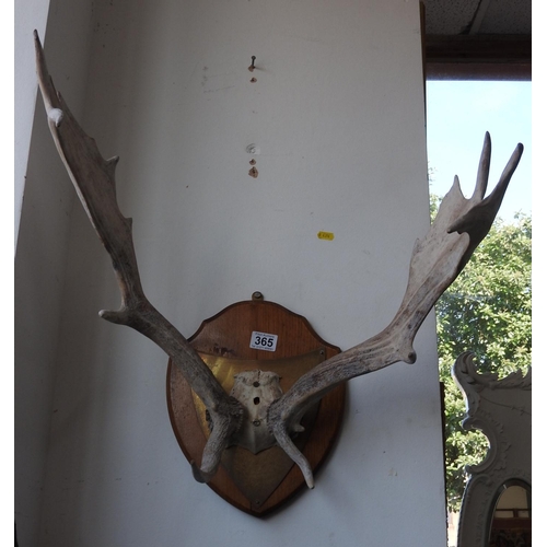 365 - Mounted antlers