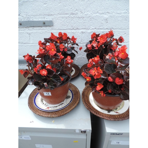 14 - 4x Potted Plants