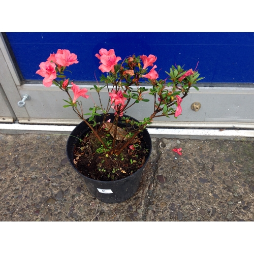 11E - Azalea - Salmon Pink - Evergreen