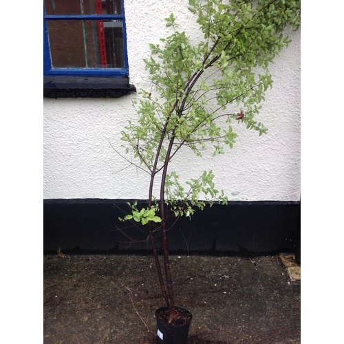 11L - Pittosporum - Evergreen