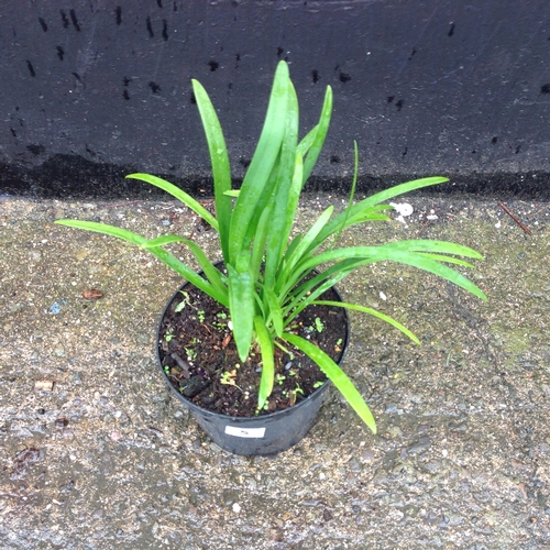 11S - Agapanthus - Tall Blue Flowers