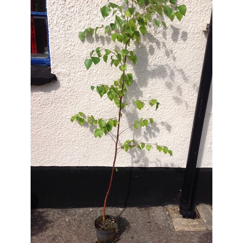 12H - Silver Birch Tree