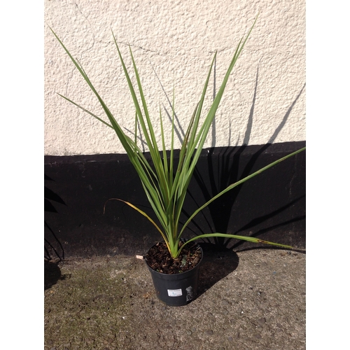 12L - Palm - Cordyline Australis