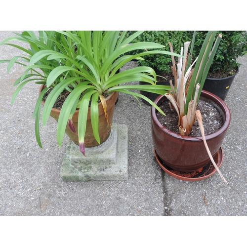 54 - Terracotta Plant Pot and a Glazed Planter