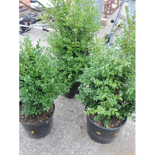 55 - 3x Potted Shrubs