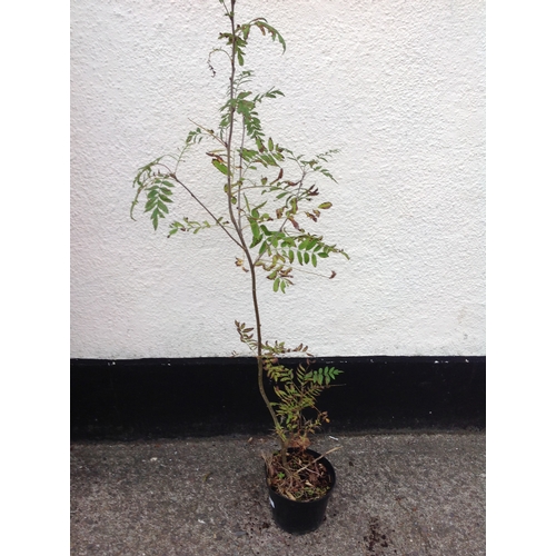 12R - Mountain Ash Tree