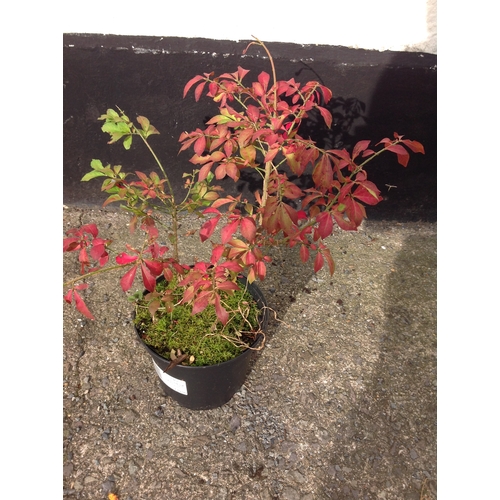 12E - Euonymus - Hardy Shrub