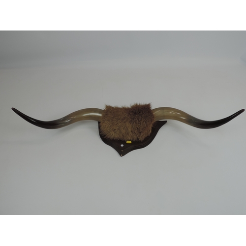 604 - A Pair of Mounted Bison Horns - Approx 1m Wide