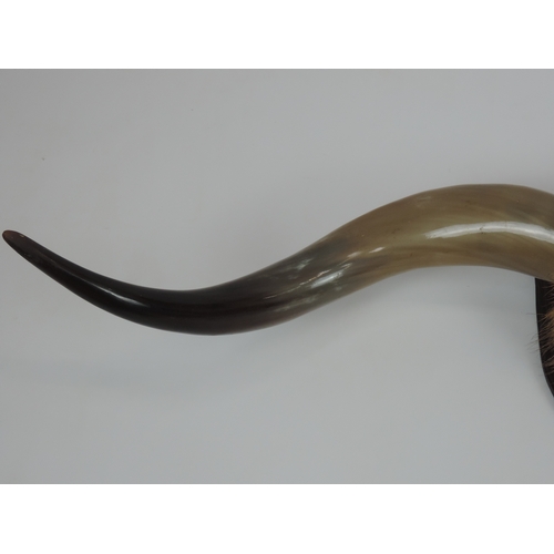 604 - A Pair of Mounted Bison Horns - Approx 1m Wide