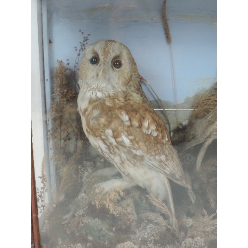 2 - Cased Taxidermy Study of 2x Tawny Owls