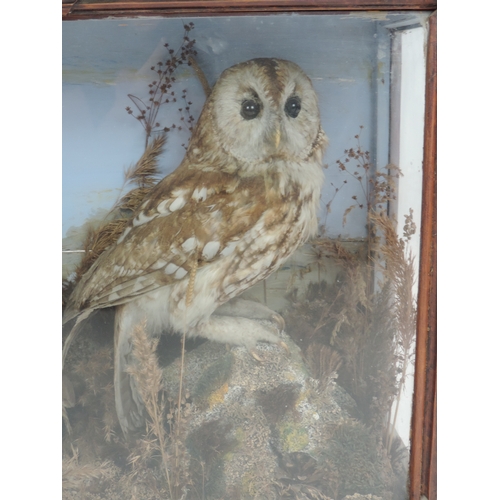 2 - Cased Taxidermy Study of 2x Tawny Owls