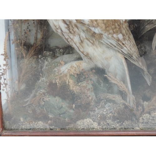 2 - Cased Taxidermy Study of 2x Tawny Owls