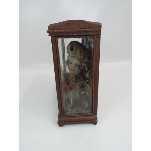 2 - Cased Taxidermy Study of 2x Tawny Owls