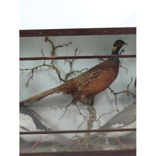 494 - Cased Taxidermy - Birds