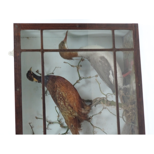 494 - Cased Taxidermy - Birds