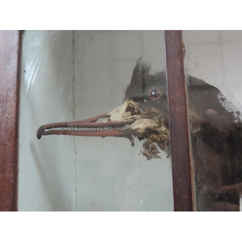 494 - Cased Taxidermy - Birds