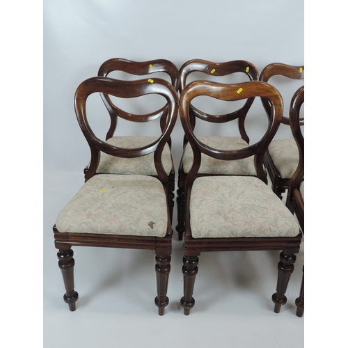 624 - Set of 6x Victorian Mahogany Balloon Back Dining Chairs