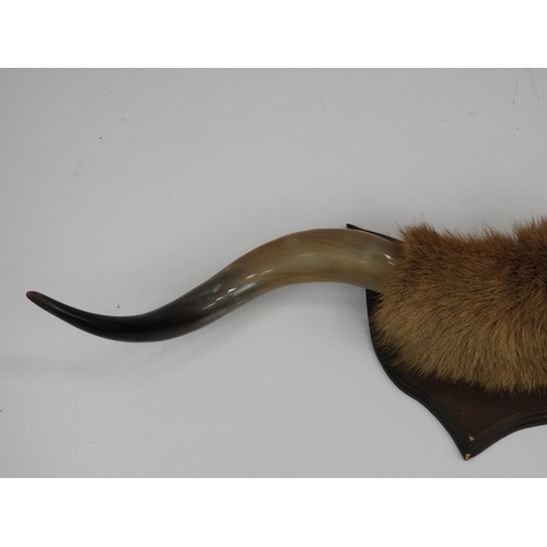 609 - Pair of Mounted Bison Horns - Approx. 1m wide