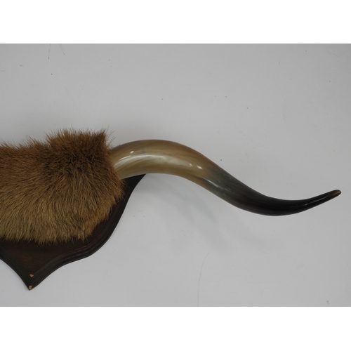 609 - Pair of Mounted Bison Horns - Approx. 1m wide