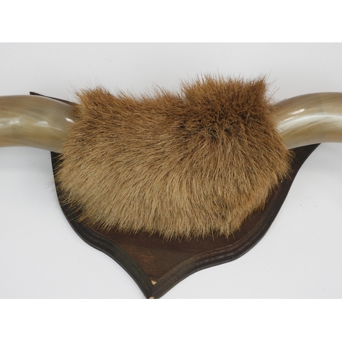 609 - Pair of Mounted Bison Horns - Approx. 1m wide