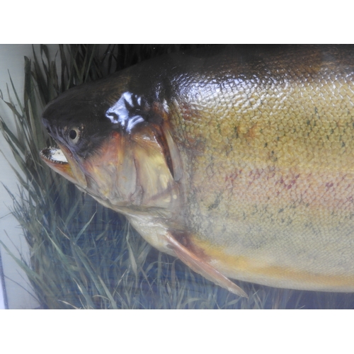 87 - Cased Taxidermy Study of a Rainbow Trout