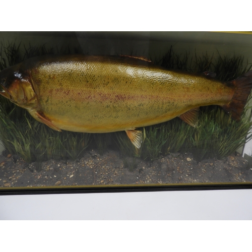 87 - Cased Taxidermy Study of a Rainbow Trout