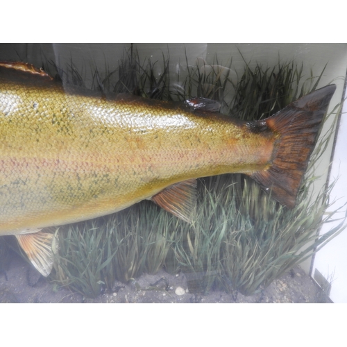 87 - Cased Taxidermy Study of a Rainbow Trout