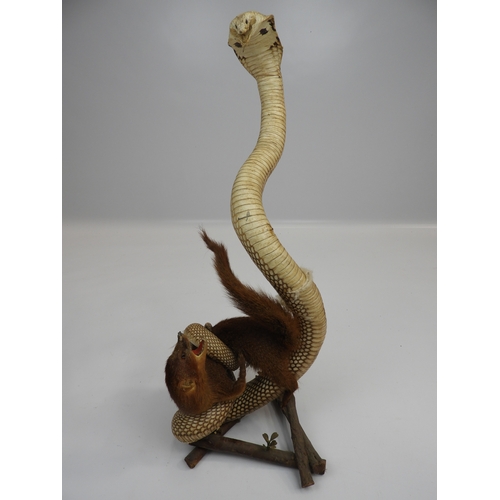 500 - Taxidermy Study of a Cobra and a Mongoose