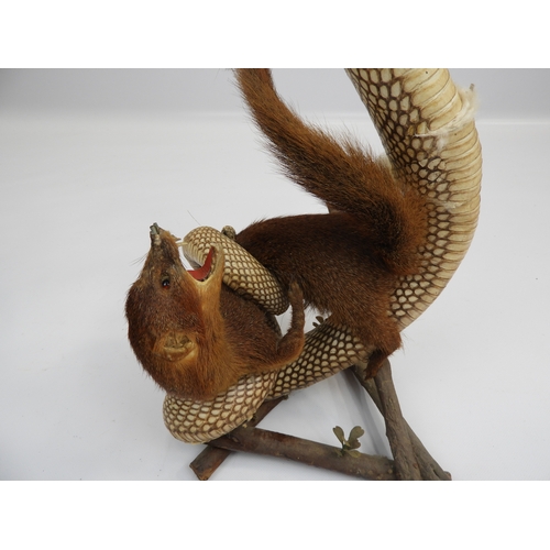 500 - Taxidermy Study of a Cobra and a Mongoose