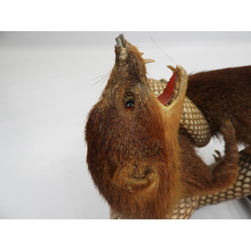 500 - Taxidermy Study of a Cobra and a Mongoose