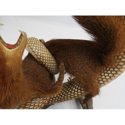 500 - Taxidermy Study of a Cobra and a Mongoose