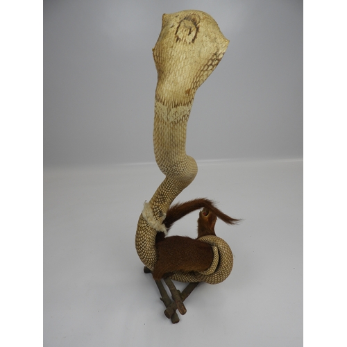 500 - Taxidermy Study of a Cobra and a Mongoose